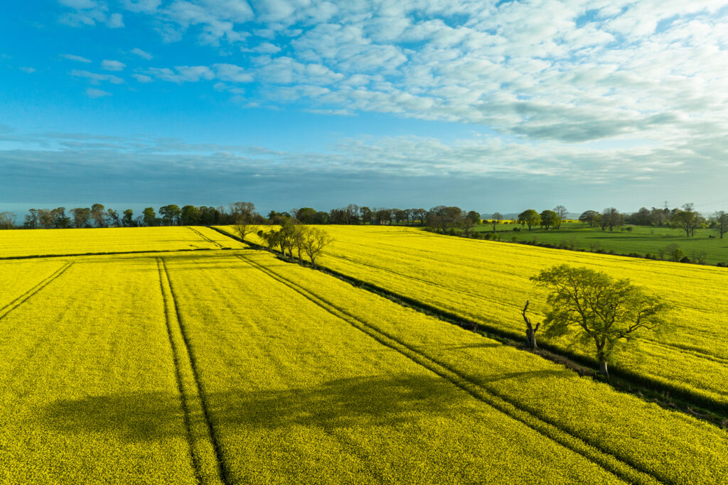 England, Northumberland, Rapeseed Oil Field. Aerial view of a field planted with Rapeseed near Whalton.